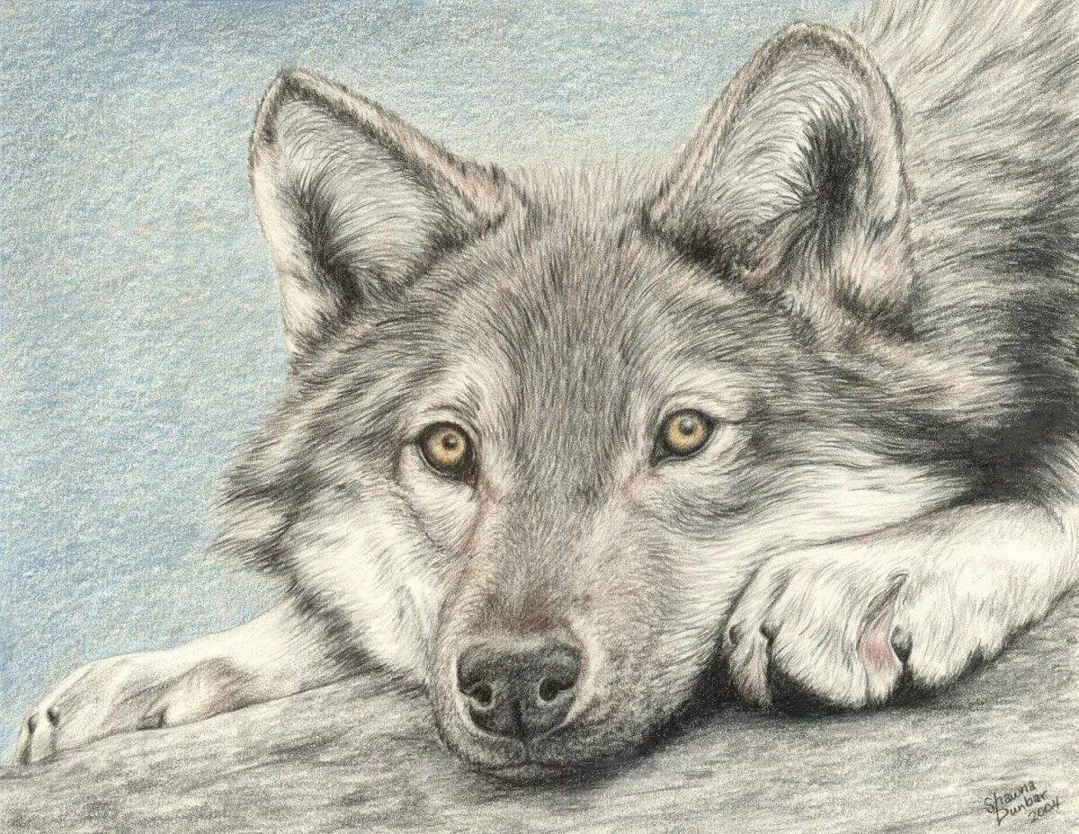Волк рисунок #39