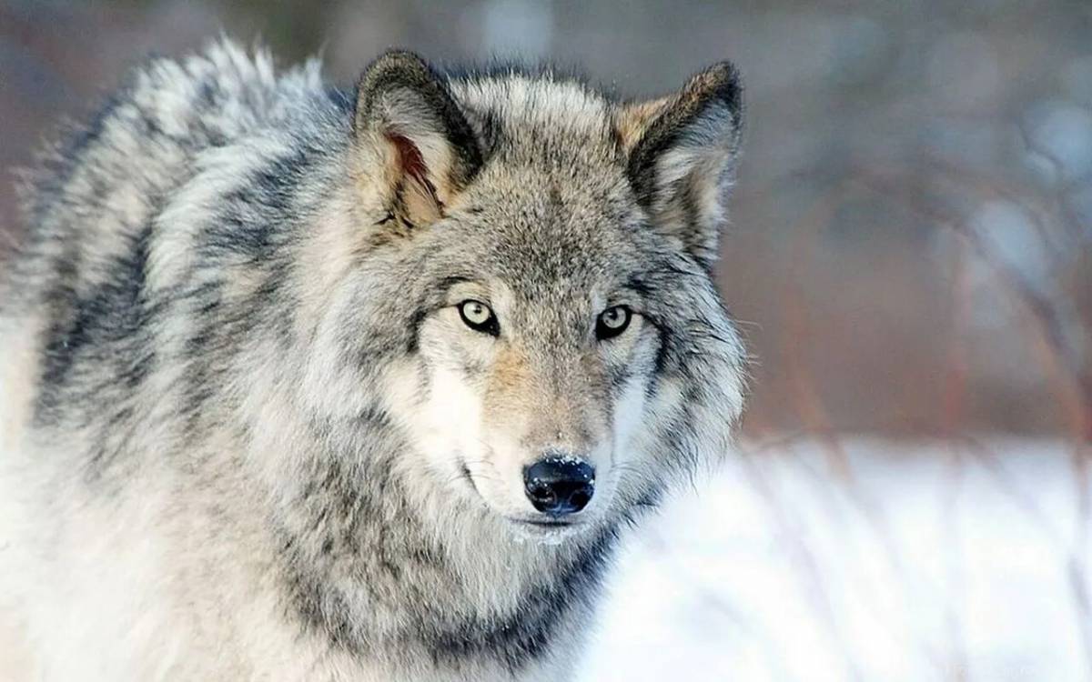 Волка морда #36