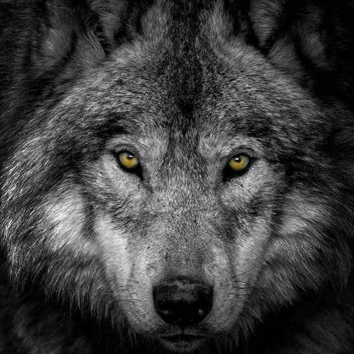 Волка морда #39