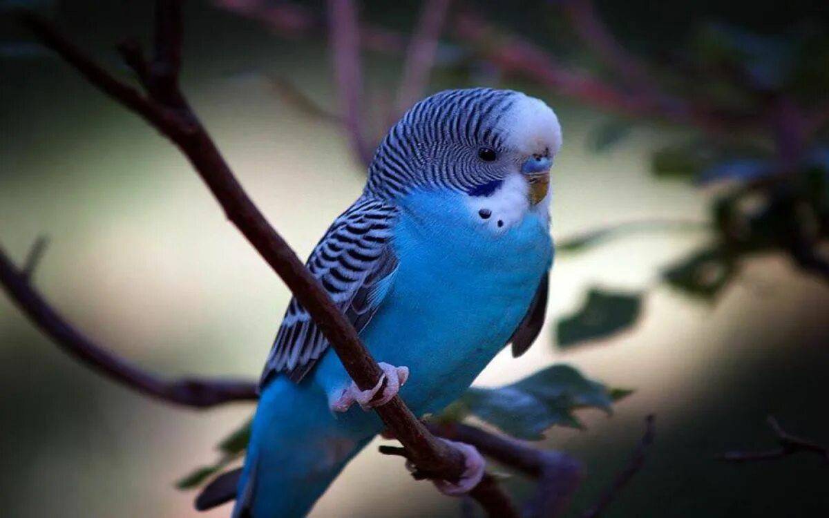 Волнистого попугая #37