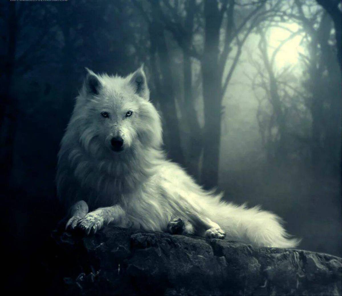 Волчица #25
