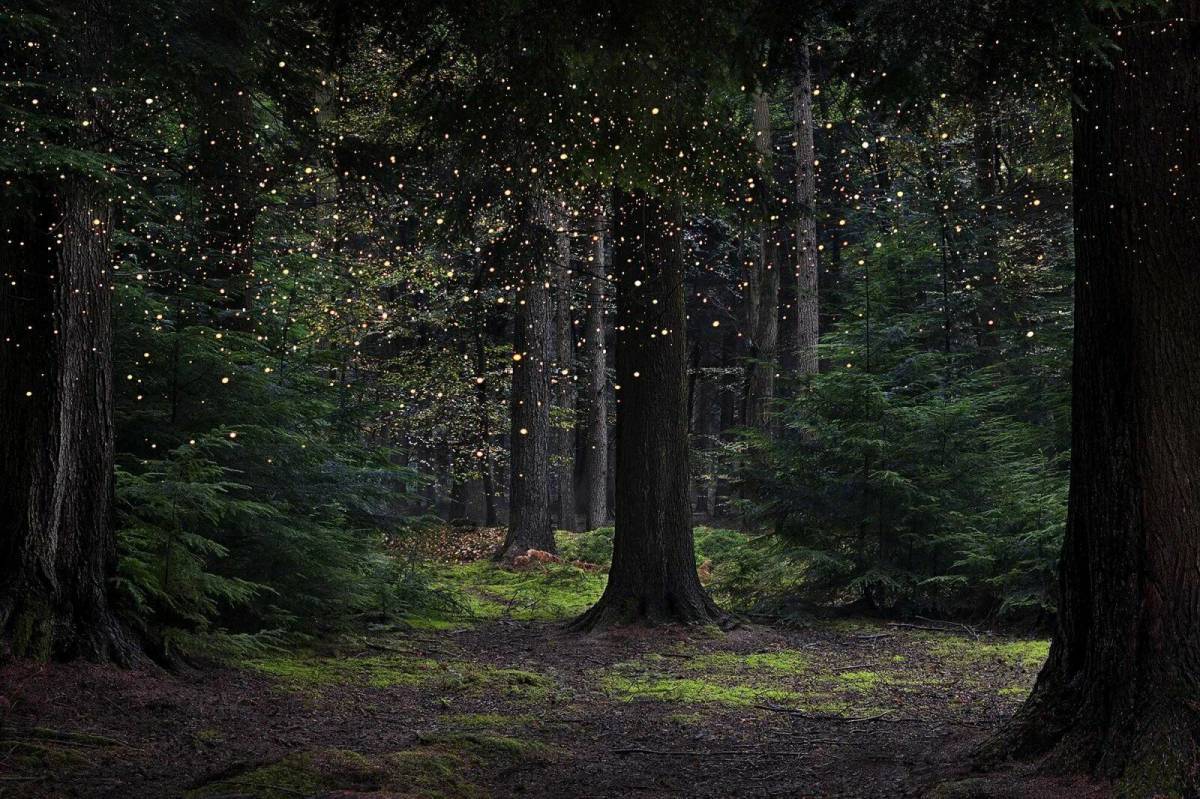 Волшебный лес #36