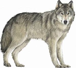 Раскраска волк для детей 3 4 лет #12 #240664