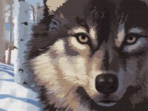 Раскраска волк по номерам #5 #241037