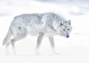 Раскраска волк полярный #15 #241086