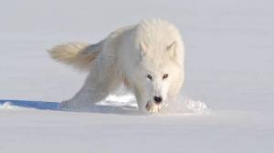 Раскраска волк полярный #33 #241104