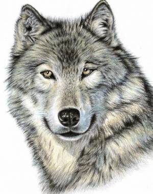 Раскраска волк рисунок #7 #241111