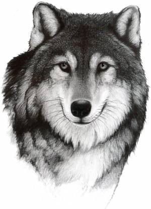 Раскраска волк рисунок #8 #241112