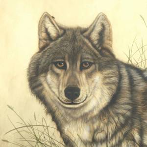 Раскраска волк рисунок #9 #241113