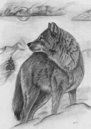 Раскраска волк рисунок #10 #241114