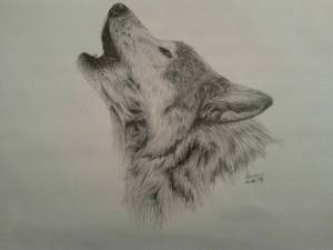 Раскраска волк рисунок #12 #241116