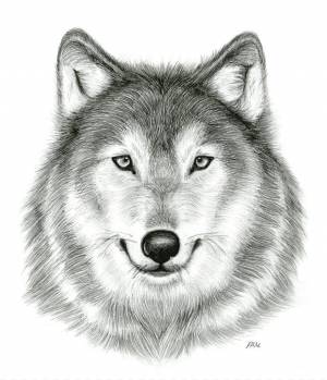 Раскраска волк рисунок #15 #241119
