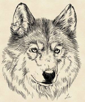 Раскраска волк рисунок #18 #241122