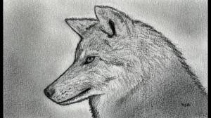 Раскраска волк рисунок #21 #241125
