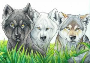 Раскраска волк рисунок #31 #241135