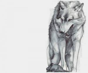 Раскраска волк рисунок #35 #241139