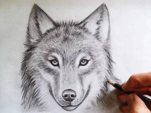 Раскраска волк рисунок #37 #241141