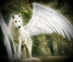 Раскраска волк с крыльями #26 #241169