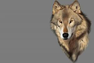 Раскраска волка морда #1 #241171