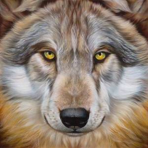 Раскраска волка морда #14 #241184