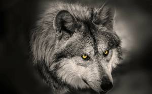 Раскраска волка морда #21 #241191