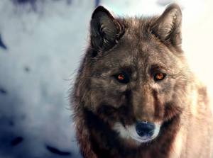 Раскраска волка морда #31 #241201