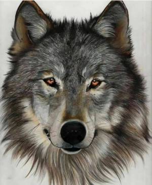 Раскраска волка морда #34 #241204