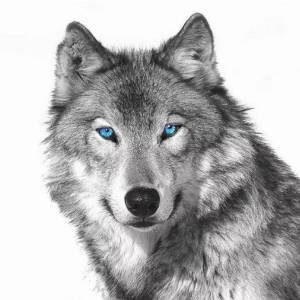 Раскраска волка морда #35 #241205