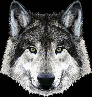 Раскраска волка морда #37 #241207