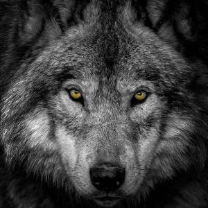 Раскраска волка морда #39 #241209