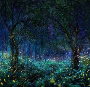 Раскраска волшебный лес #4 #241913