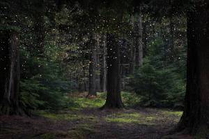 Раскраска волшебный лес #36 #241945