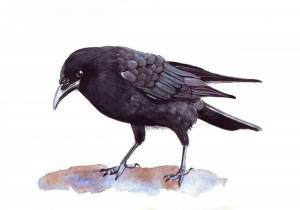 Раскраска ворона картинка для детей #15 #242623