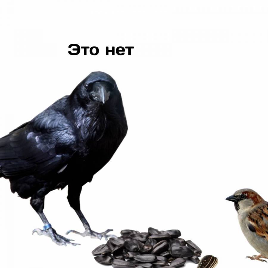 Ворон 21. Corvus corax птица. Ворон на ветке. Черный ворон тотем. Ворон гриша.