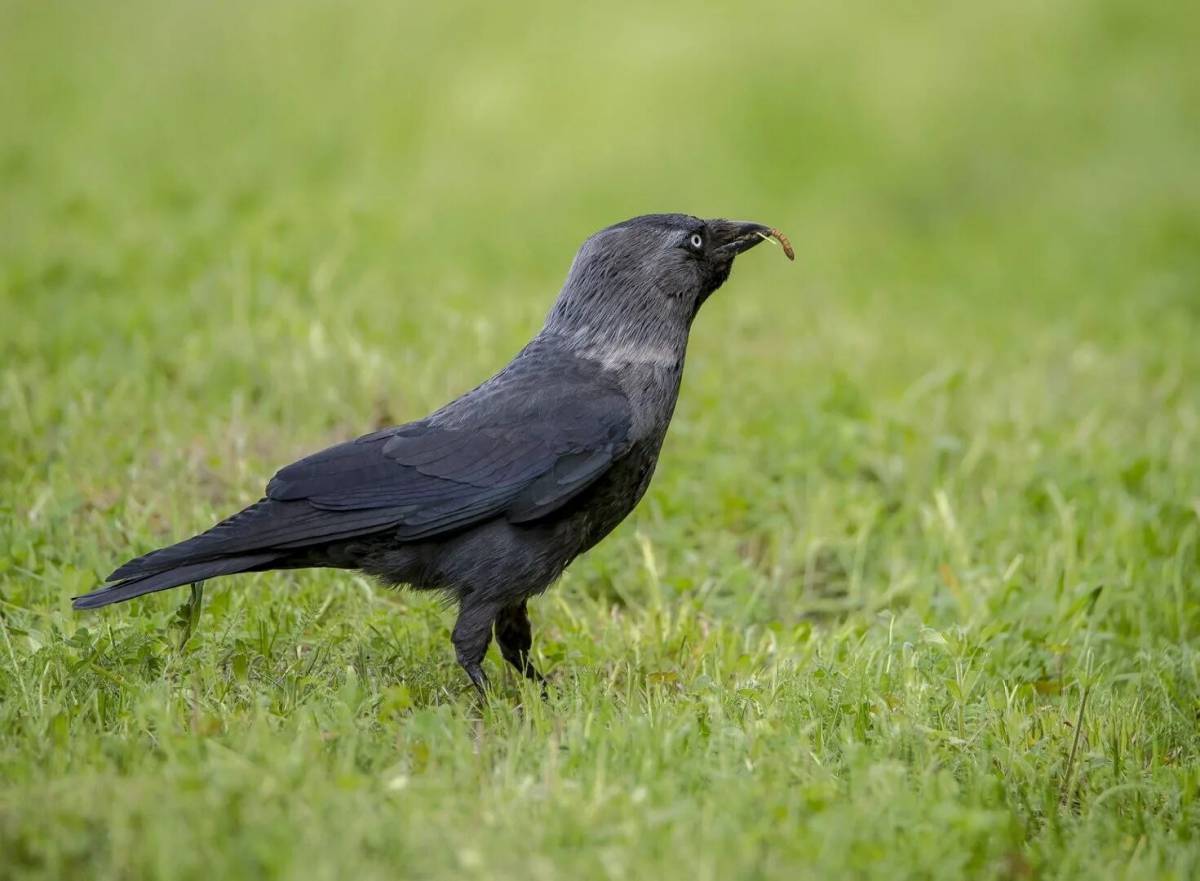 Как выглядит галка. Га́лка Corvus monedula. Галка птица. Coloeus monedula. Галка обыкновенная.