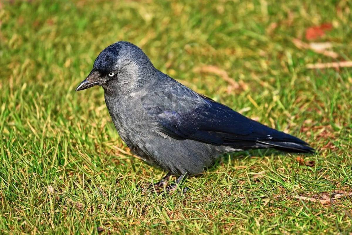 Как выглядит галка. Галка (Corvus monedula). Галка обыкновенная. Европейская Галка. Болотная Галка.