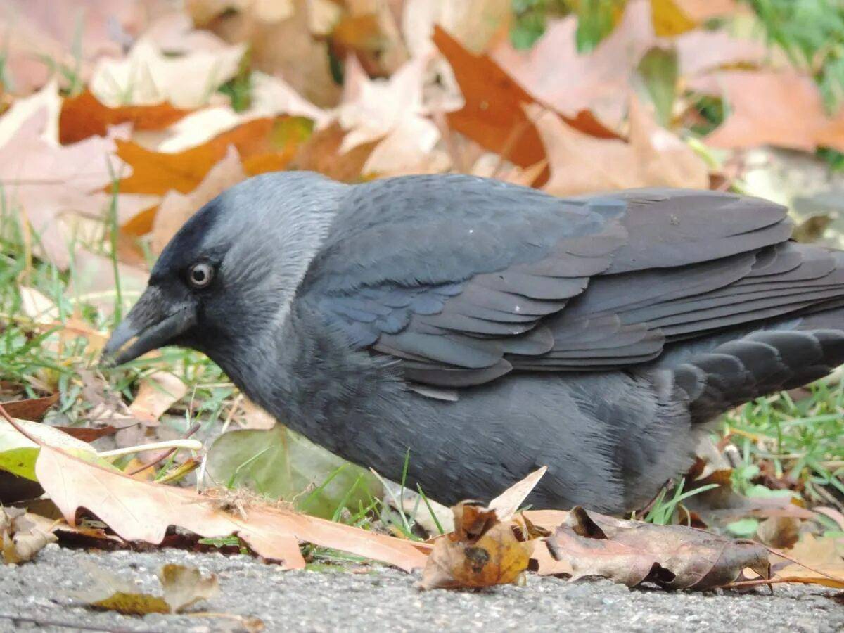 Как выглядит галка. Га́лка Corvus monedula. Галка (Corvus monedula). Европейская Галка. Галка –Corvus monedula l.