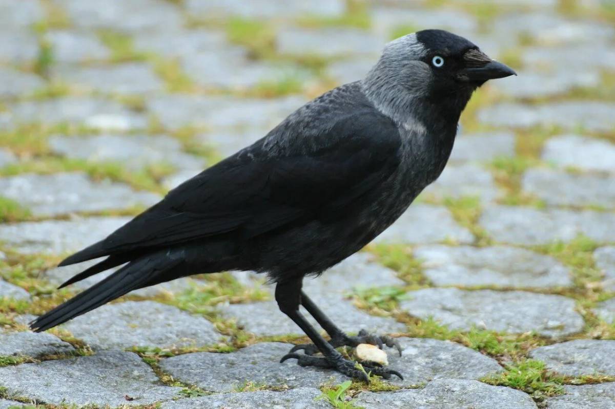 Как выглядит галка. Coloeus monedula Галка. Галка (Corvus monedula). Галка (Coloeus monedula, Corvus monedula). Coloeus monedula Грач.