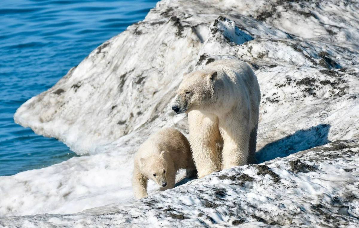 В какой среде обитает белый медведь. Белые медведи остров Врангеля Арктика Арктика. Остров Врангеля белые медведи. Ареал обитания белых медведей. Ареал обитания белого медведя Арктика.