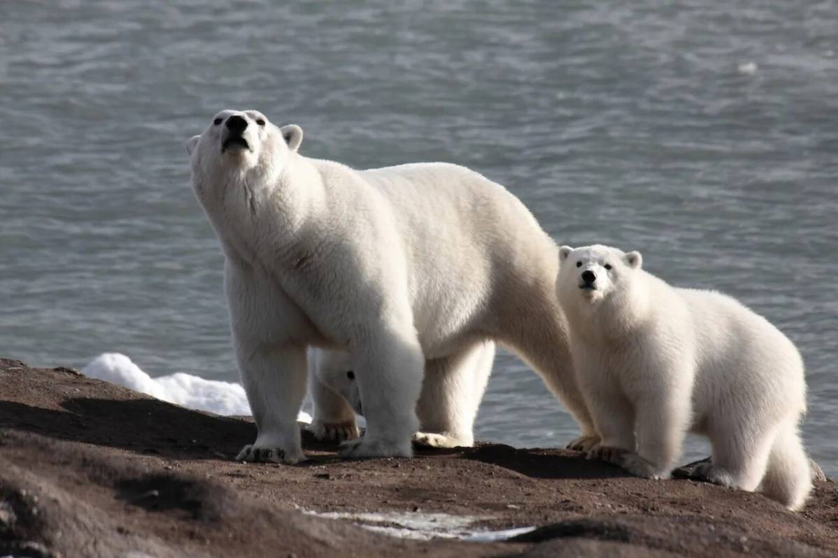 Белый медведь где обитает на каком. Ареал обитания белых медведей. Ареал обитания белых медведей в России. Ареал белого медведя. Белый медведь ВВФ.