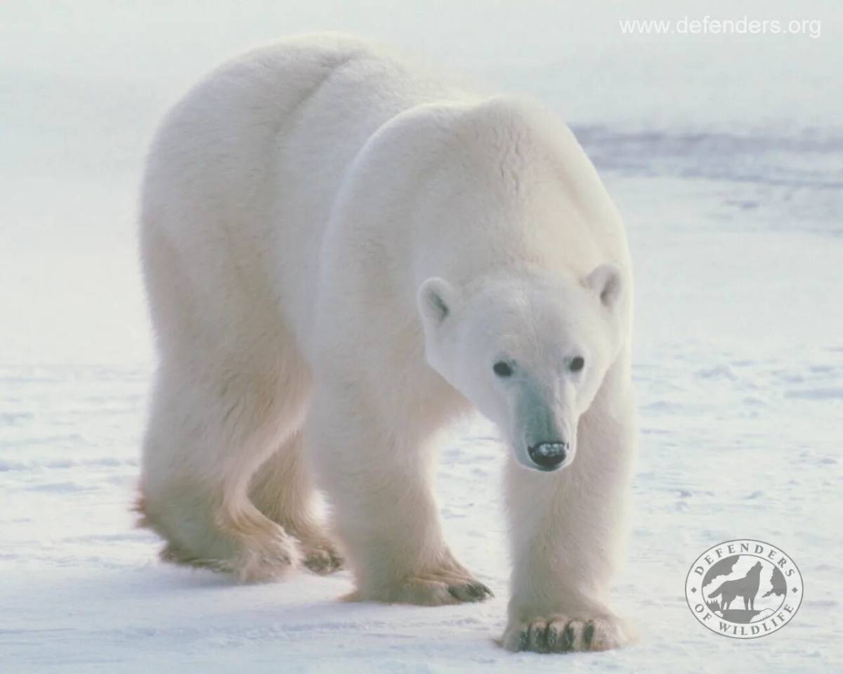 Куда бел. Арктические пустыни животные. Арктическая пустыня животные. Белый медведь для детей. Белый медведь обитает в России.