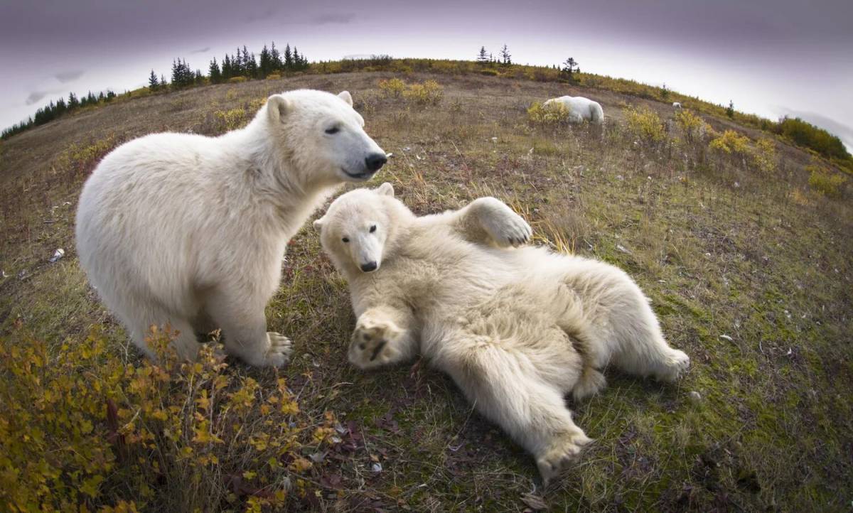 Где живут белые медведи #37