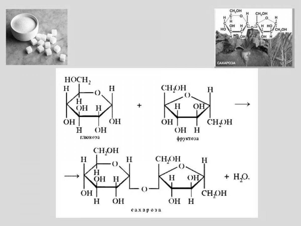 Сахароза геншин фото