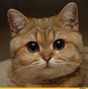 Раскраска где моя #21 #246657