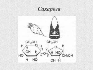 Раскраска геншин сахароза #10 #247620