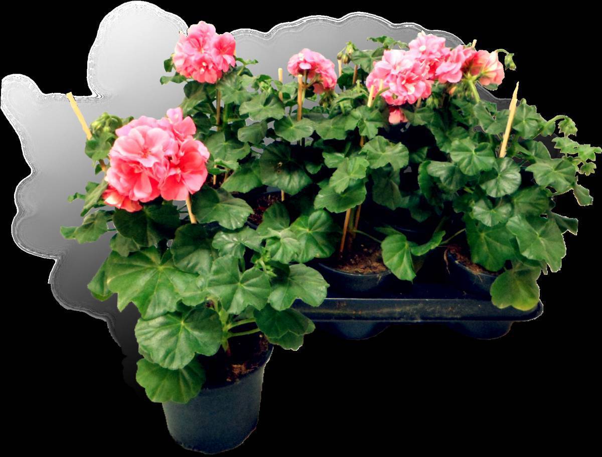 герань для детей