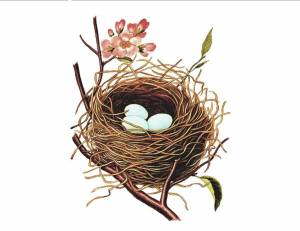 Раскраска гнездо для детей #12 #250794