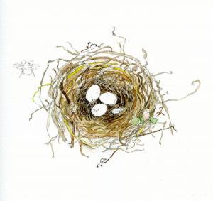Раскраска гнездо для детей #14 #250796