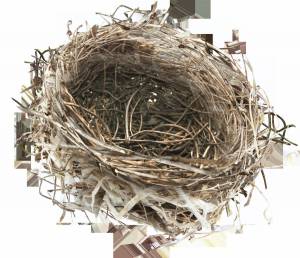 Раскраска гнездо для детей #15 #250797