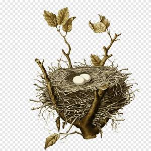 Раскраска гнездо для детей #16 #250798